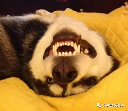 小时候vs长大后,你还是我的狗子吗