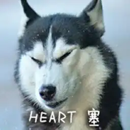 哈士奇二哈今日份表情包