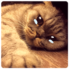 喵星人番薯先生表情包gif