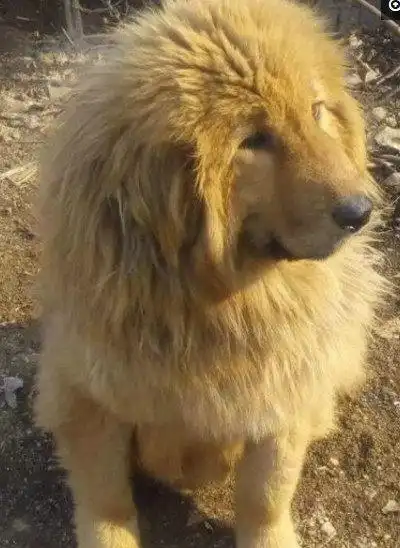 男子强行将金毛跟藏獒配种,狗宝宝长大后,这模样让人哭笑不得