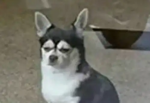 傲娇表情包搞笑沙雕幽默