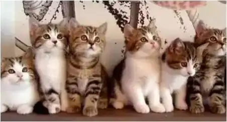 搞笑微信表情包猫咪一天