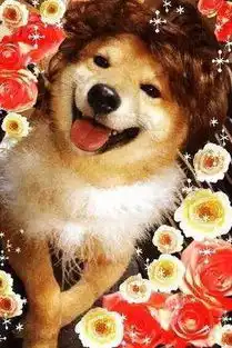 哈士奇柴犬搞笑表情包鼻