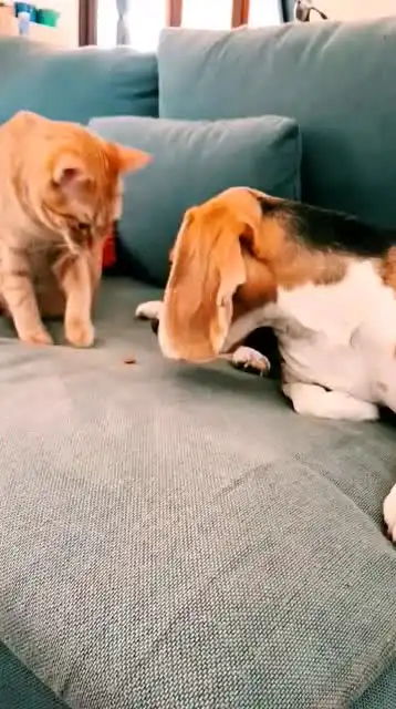 猫咪狗哥你敢吃我的零食小拳拳捶你胸口