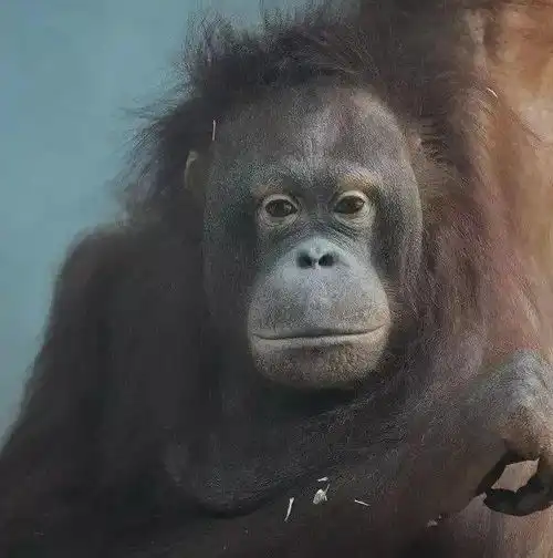 猩闻下有故事的一家三口