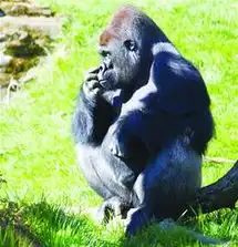 大猩猩乔迁毁形象当着众人抠鼻孔