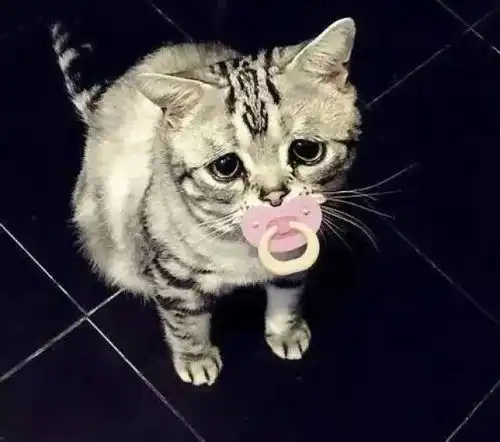 世界上最忧郁的表情包,卖个萌都委屈到想哭