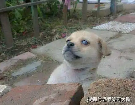 发火表情包搞笑图片段子