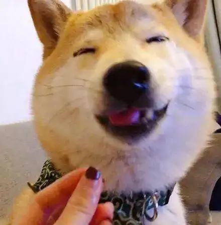 主人捏了一把空气给狗,它嚼过后,开心得像个200斤的傻胖子....