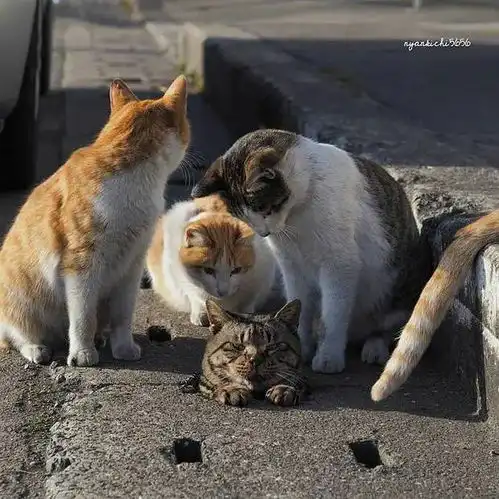 猫头像搞笑动作