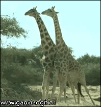 搞笑gif原来长颈鹿是这样打架的,感觉真逗啊
