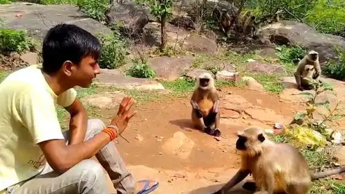 猴子出手伤人,路人一巴掌扇去,猴子惨兮兮