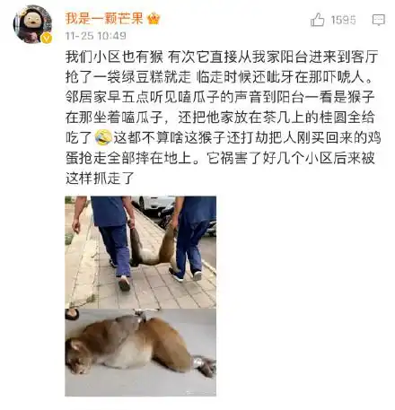 人在贵阳,被猴子狂扇巴掌