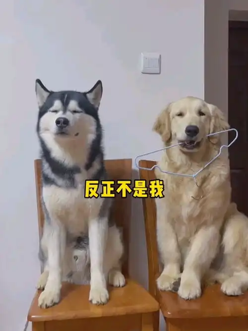 哈士奇微博表情包金毛