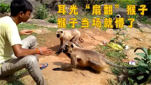 男子扇猴子耳光