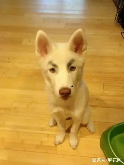 画眉毛狗表情包