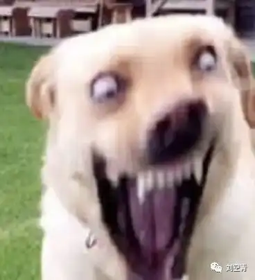 上帝啊,这真的很辣眼