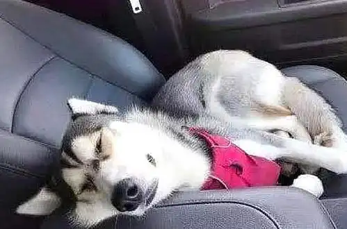 开车带哈士奇回老家,主人突然加速,二哈的反应也是让人笑喷了