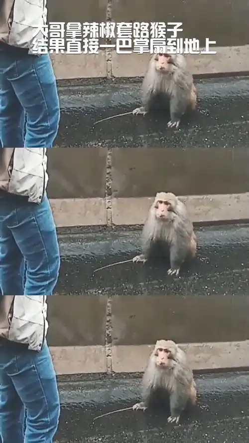 大哥拿辣椒套路猴子,结果直接一巴掌扇到地上.