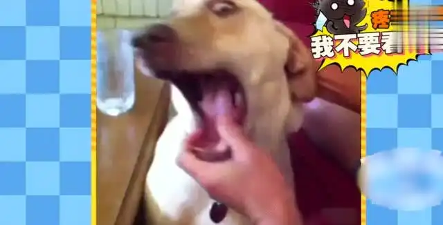 搞笑动态大全表情包汪星