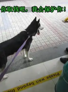 盘点坚挺先生的呆萌哈士奇angle微博走红的那些段子2