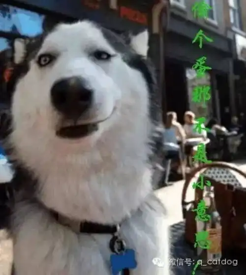 哈士奇闻完主人的脚后,这表情笑疯了