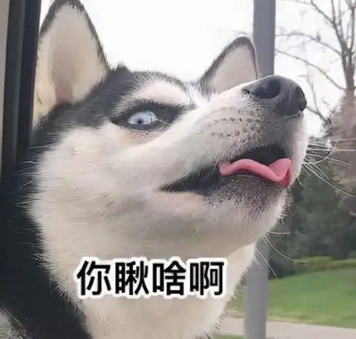 哈士奇微博表情包航空公