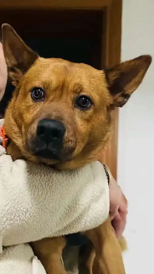 主人抱起大狗狗后,发现毛孩子的表情一下子变得奇怪起来主人你怎么这样对我