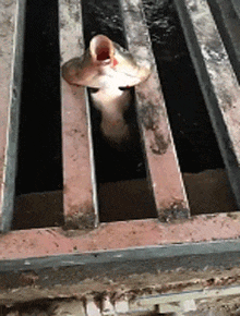 搞笑gif两姐妹花,你看上哪一位了