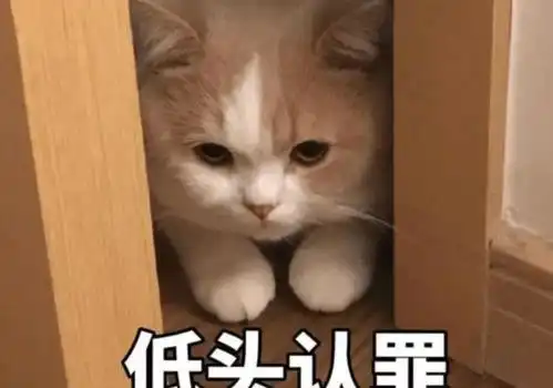 猫咪也会主动向主人认错,如果它有这几种表现,说明它想跟你道歉