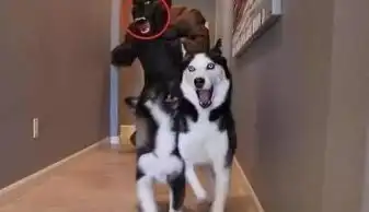 哈士奇柴犬搞笑表情包主