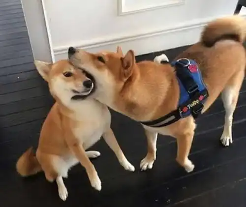 哈士奇柴犬搞笑表情包黑