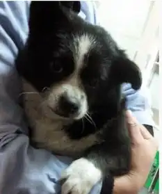 我对象抱得这是什么狗狗啊