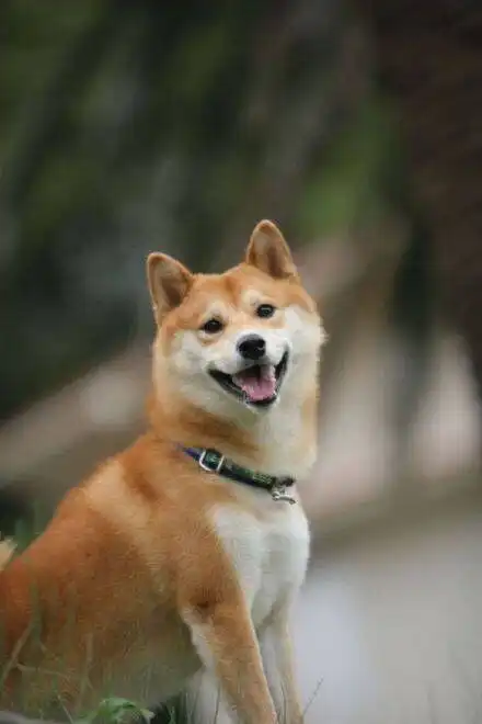 微信动图表情包搞笑柴犬