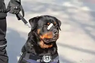 掩面哭泣表情包警犬