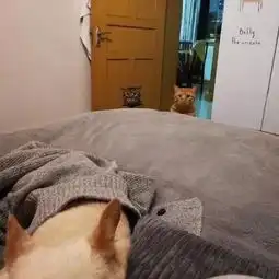 狗子刚到新家就被两猫咪盯上了,估计命不久也