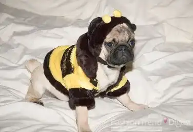 万圣节疯狂变装小狗不高兴