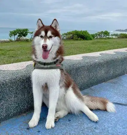 哈士奇打翻狗碗的表情亮了,主人一句话戳破真相