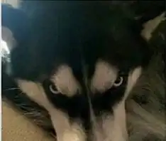 瞪眼睛表情包系列