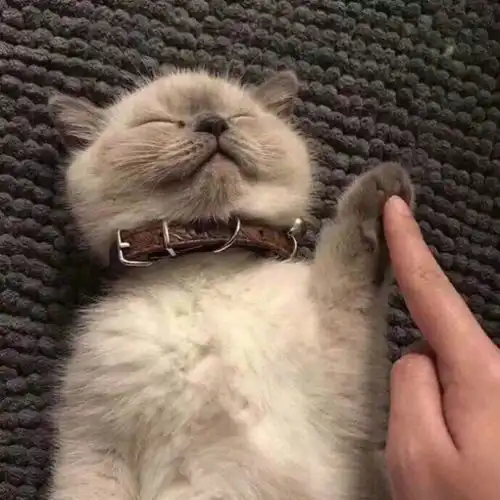 有哪些很棒却没有加文字的表情包