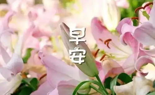 早上好问候语温馨动图表情包早上好祝福语图片最新语录大全