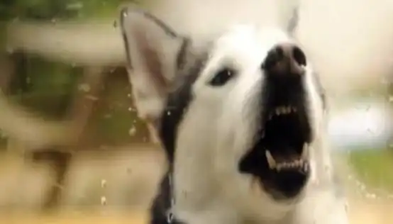 为了躲雨把二哈忘在外面,哈士奇郁闷要离家出走,表情把主人吓哭