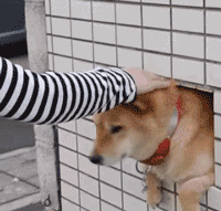 萌贱的汪星人,最逗比的狗狗gif动态图表情包大全,收了