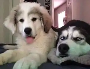 二哈拆家毁物,主人找来了金毛管教二哈,结果二哈的表情亮了