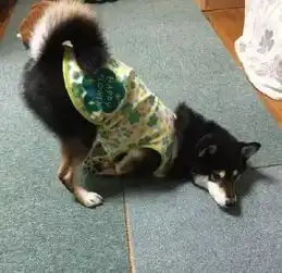 哈士奇柴犬搞笑表情包汪