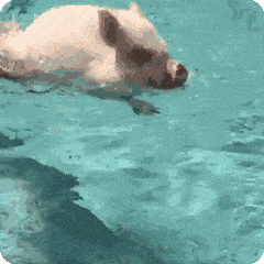 猪鼻孔图片表情