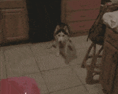 跟狗狗玩接飞盘游戏,个个都变成了表情包,哈士奇接飞盘气质出众