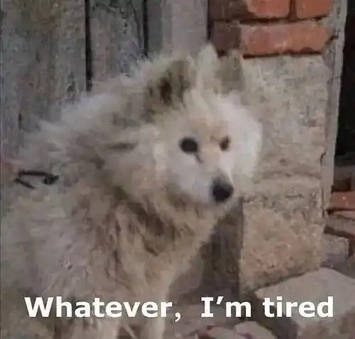 盖着棉被纯聊天表情包聊