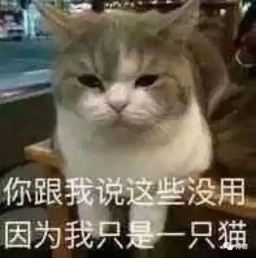 搞笑微信表情包猫咪头像
