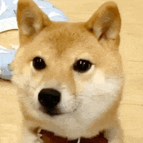 聊天表情包动态狗子表情包03